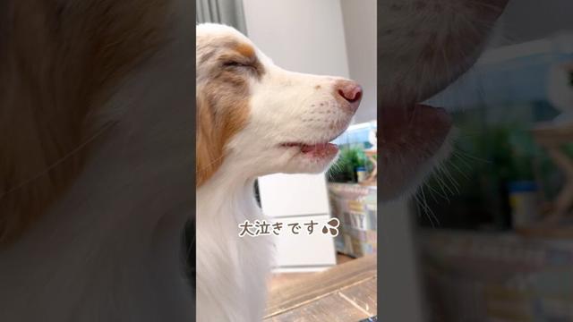 テレビを見ていたら遊びたくなって大泣きしちゃう犬🥺💦【オーストラリアンシェパード・ボーダーコリー】#shorts