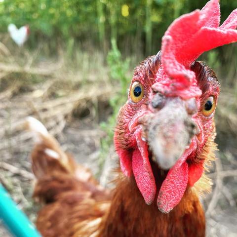 Das Bild zeigt ein Huhn im Vordergrund, das direkt in die Kamera schaut. Das Huhn hat rote Schnabellappen und leuchtend gelbe Augen. Im Hintergrund ist ein weiteres Huhn zu sehen, das unscharf ist und nur als Silhouette erkennbar ist. Der Hintergrund besteht aus grünen Pflanzen und trockenem Gras, was auf eine ländliche Umgebung hinweist. Die Farben im Bild sind warm und natürlich, mit einem Fokus auf das Huhn im Vordergrund.