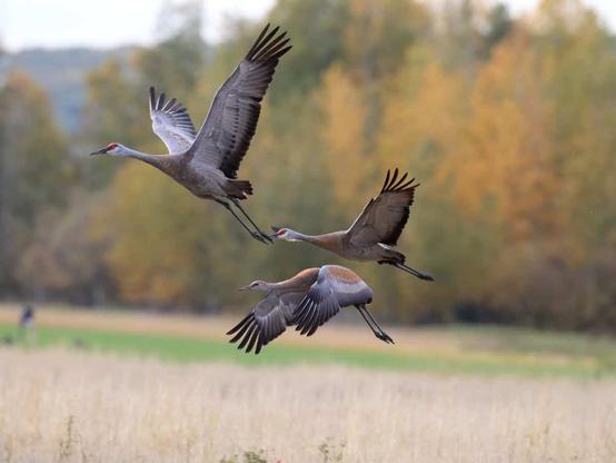 Sandhill cranes take flight above a field.