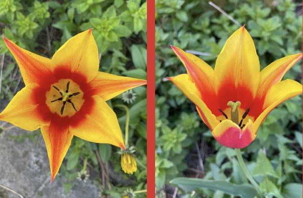 Das Bild zeigt zwei Tulpen, die nebeneinander aufgenommen wurden. Die Tulpe auf der linken Seite ist vollständig geöffnet und zeigt eine starke Farbkontrastierung zwischen gelben und roten Blütenblättern. Der zentrale Staubbeutel ist deutlich sichtbar und hat schwarze Staubfäden. Die Tulpe auf der rechten Seite ist ebenfalls geöffnet, aber mit einem etwas anderen Blickwinkel, der die Innenseite der Blütenblätter und den Staubbeutel besser zeigt. Beide Tulpen stehen in einem grünen Gartenhintergrund, der mit anderen Pflanzen und Blättern umgeben ist. Die Tulpen sind in einem leuchtenden Gelb und Rot gehalten, was sie besonders auffällig macht.

Bereitgestellt von @altbot