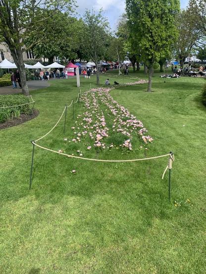 carpet planting of a sweep of botanical tulips in a grass lawn.