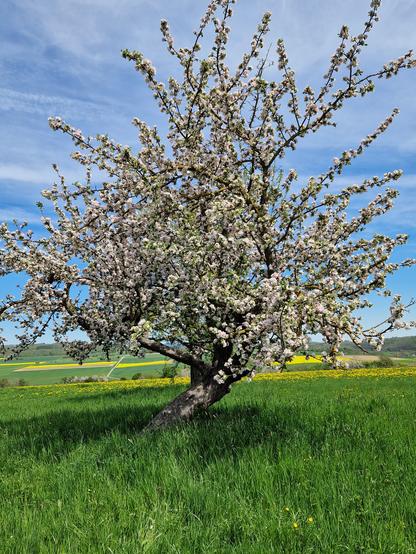 Das Fotozeigt einen schief gewachsenen blühenden Apfelbaum auf einer grünen Wiese. Im Hintergrund sind eine hügelige Landschaft mit Wiesen und blühenden Rapsfeldern sowie bewaldete Hügel zu erkennen. Wenn man genau hinsieht, erkennt man hinter dem schiefen Baumstamm des Apfelbaumes einen Teil des gerade gewachsenen Birnbaums dahinter.