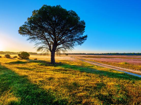 𝗣𝗶𝗰𝘁𝘂𝗿𝗲 𝗗𝗲𝘀𝗰𝗿𝗶𝗽𝘁𝗶𝗼𝗻 (𝗘𝗻𝗴): A landscape view of a meadow filled with purple and green shoots, with a large pine tree as its focal point. A few smaller pines dot the landscape, and pine forests are visible on the horizon. The sky is blue and cloudless, but the golden, grazing light of dawn is visible.

𝗗𝗲𝘀𝗰𝗿𝗶𝗽𝗰𝗶𝗼́𝗻 (𝗘𝘀𝗽): Vista apaisada de una pradera llena de brotes morados y verdes con un gran pino como protagonista. Algunos pinos más pequeños salpican el paisaje y, en el horizonte, pinares. El cielo es azul, sin nubes, pero se aprecia la luz dorada y rasante del amanacer.

Cámara Panasonic Lumix G90
Objetivo Leica Summilux DG 9mm ƒ1.7
Datos Exif: Modo Manual, ƒ11, 1/125s, ISO 200, 18mm equivalente