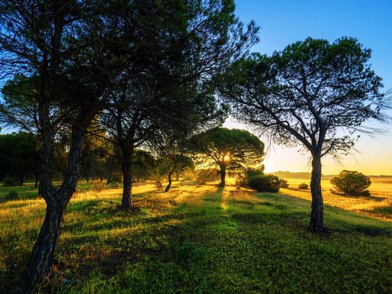 𝗣𝗶𝗰𝘁𝘂𝗿𝗲 𝗗𝗲𝘀𝗰𝗿𝗶𝗽𝘁𝗶𝗼𝗻 (𝗘𝗻𝗴): A landscape view of a sparse pine forest with several trees scattered across the scene on a green background. The dawn sun filters through the branches of one of the pines, bathing almost the entire image in golden light.

𝗗𝗲𝘀𝗰𝗿𝗶𝗽𝗰𝗶𝗼́𝗻 (𝗘𝘀𝗽): Vista apaisada de de un pinar poco denso con varios pinos repartidos por la escena sobre un suelo verde. El sol del amanecer se filtra entre las ramas de uno de los pinos, bañando de luz dorada casi toda la imagen.

Cámara Panasonic Lumix G90
Objetivo Leica Summilux DG 9mm ƒ1.7
Datos Exif: Modo Manual, ƒ5.6, 1/320s, ISO 200, 18mm equivalente