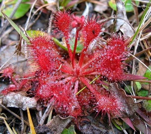 Red Sun-dew, Okefenokee Swamp. Carnivorous plant that uses sticky, glistening droplets on their leaves to trap insects like gnats. The leaf then slowly closes, enclosing and digesting the insect.