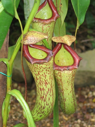 Hood Pitcher Plants, Okefenokee Swamp. Like other pitcher plants, it traps and digests insects using its pitchers, obtaining nutrients in the process