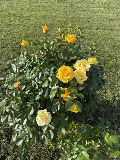 The image features a bush of yellow roses in full bloom, set against a backdrop of a well-maintained green lawn. The roses are vibrant, with several fully opened flowers displaying their layered petals, and others still in bud form, indicating ongoing blooming. The leaves are a rich green, glossy, and healthy, with a serrated edge, typical of rose bushes. The sunlight casts a natural glow on the petals and leaves, enhancing the colors and creating a contrast with the grass. The bush is dense, with the flowers and buds distributed throughout, showcasing the plant's lushness. The overall scene is one of natural beauty and tranquility, with the yellow roses standing out prominently against the greenery.
