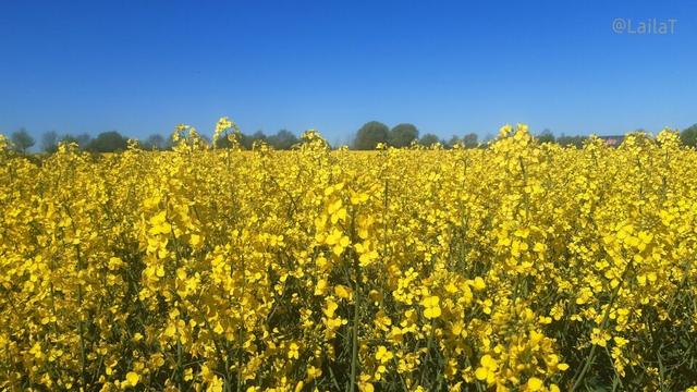 Blick über ein knallgelb blühendes Rapsfeld. Die Pflanzen ganz vorne sind im Detail zu erkennen, dahinter verweben sie sich zu einer gelben Fläche. Am Horizont steht eine Baumreihe, darüber erstreckt sich der blaue, wolkenlose Himmel.