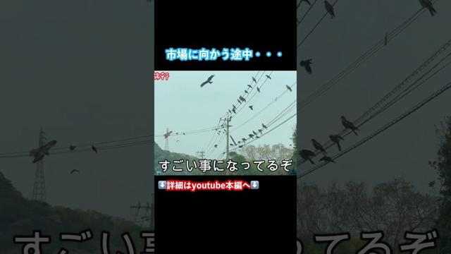【ドライブ旅】大分県ひとり旅が最高すぎた #大分観光 #旅行vlog #japantravel #ドライブ旅 #大分旅行 #旅行
