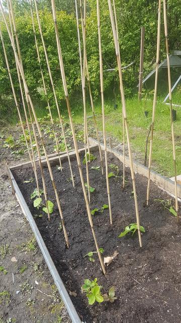 Beans just planted,  from the greenhouse.