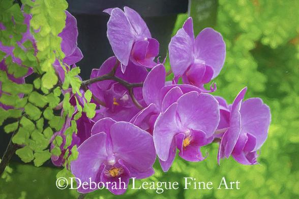 Pink Moth Orchid. A brilliant spray of bright pink Phalaenopsis blooms extends across the canvas, accentuated by spring green ferns as a backdrop.