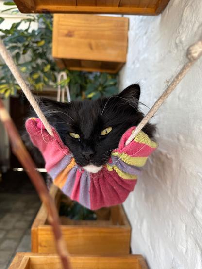 Eine schwarz-weiße Katze hat ihr Kinn in die Kuhle der Aufhängungsseite einer bunt gestreiften Hängematte gebettet und schaut entspannt drein.