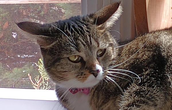 Pax, our young tabby cat with white markings, is lying with her head up on a window shelf.  She is looking over her shoulder, with amber-colored eyes, at something that disturbs her.  Airplane ears are the tell-tale sign of her annoyance.