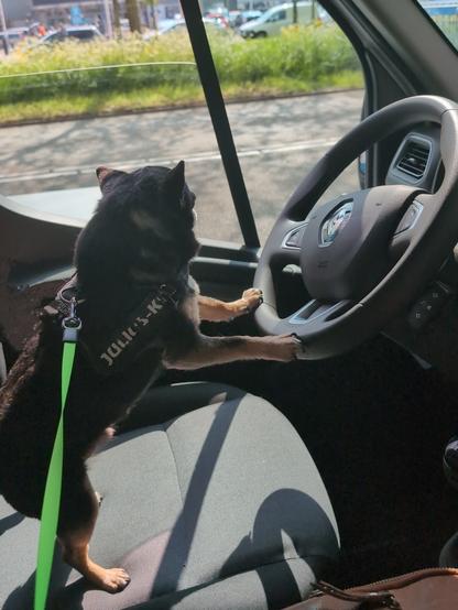 A grandpa black & tan chihuahua driving a truck.