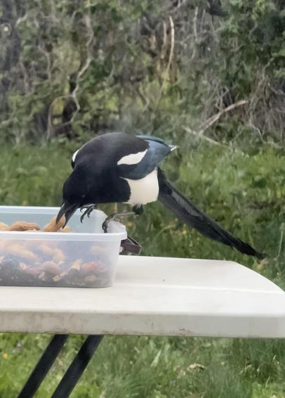 A black and white bird is perched on the edge of a table, reaching into a clear container filled with various nuts. The background features blurred greenery.