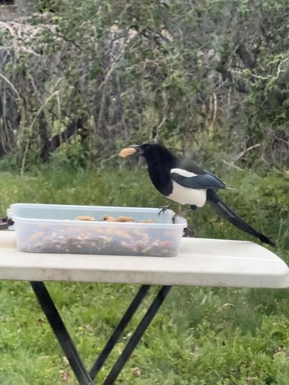 A magpie is perched beside a container filled with various nuts and seeds, holding a piece of food in its beak, set against a green, leafy background.