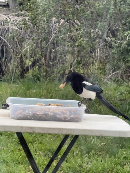 A magpie is perched on a table, holding a peanut in its beak, while a container filled with nuts and seeds sits in front of it. The background features green foliage and grass.