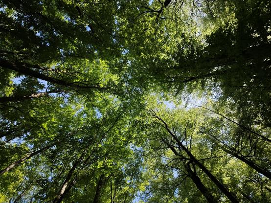 The thick, green forest canopy, photographed against a sunny sky.