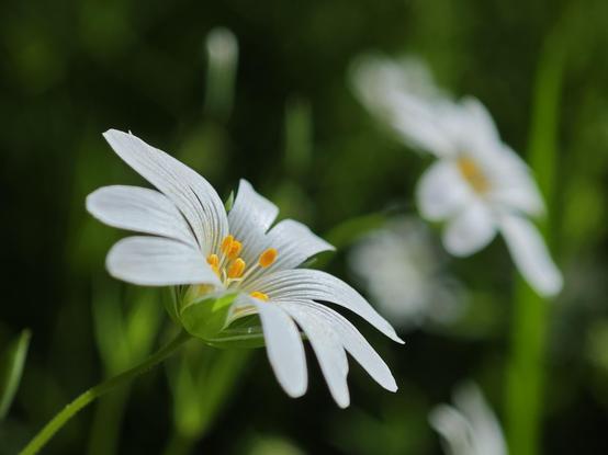 A macro photo of a small white flower with another one, blurry, in the background.