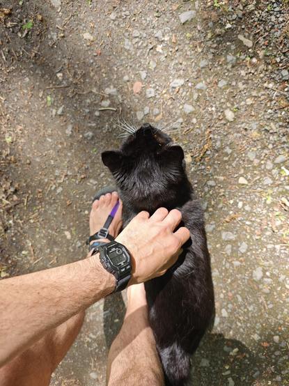 A photo of a black cat, sneaking around my legs, taken from above, with my left hand stroking the cat.