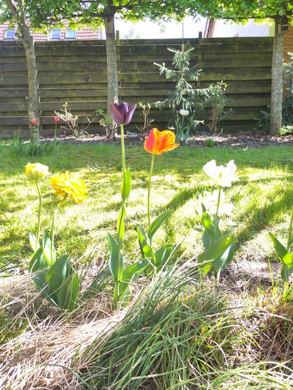 Enkele tulpen, waarvan er één, met een donkerpaarse kop, over de rest uit torent.