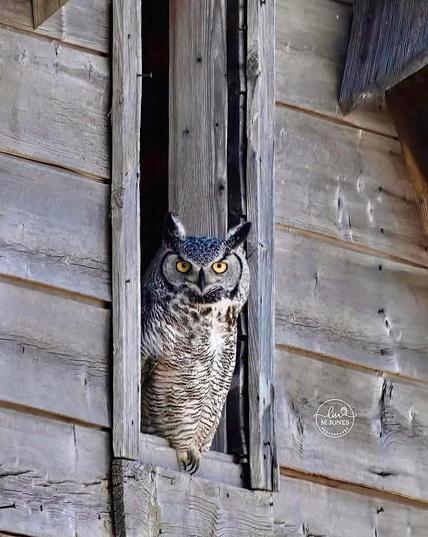 A photo of a Great Horned Owl in Alberta, Canada, 27 April, 2025. Photo by Lisa M. Jones. 
#OwlsOfMastodon 

“One of the perks of photographing abandoned structures is the possibility of finding creatures taking shelter within their walls. The Great Horned Owl commonly dwells in derelict buildings, and of course, I am always happy to discover one! It sure beats encountering pigeons who scare the doo-doo out of me when they unexpectedly fly out of windows.” - Lisa Jones