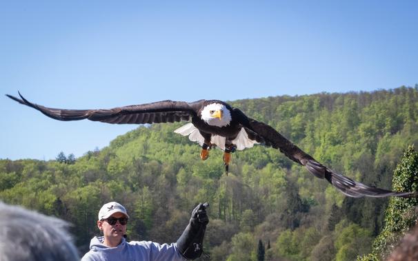 A bald eagle is flying closely overhead, while a Falconer in a gray hoodie and heavy leather gloves has his hand raised from where the eagle took off. The background features lush green hills under a clear blue sky. Flight show AdlerwarteBerlebeck