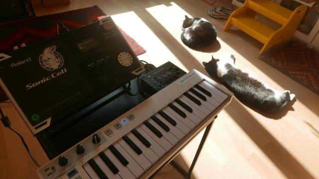 Cats lying in the sun. In the foreground is a Roland Sonic Cell rompler being controlled by a Keystep controller and a Bastl MIDI Looper.