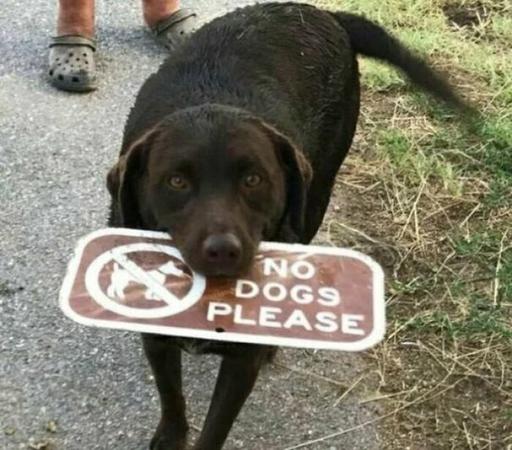 A dark brown dog biting/holding a "No dogs please" sign