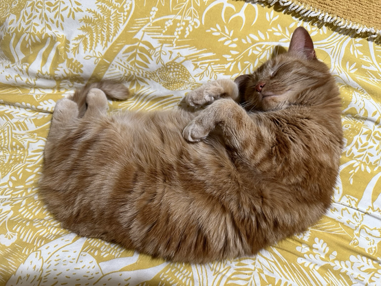 Photograph of an orange cat laid on a yellow blanket on his back