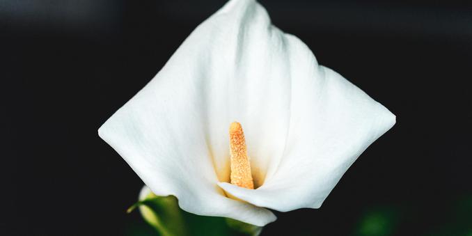 This image shows a white calla lily flower with a yellow spadix at the center. The petals are smooth and have a soft, elegant shape.