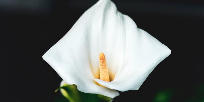 This image shows a white calla lily flower with a yellow spadix at the center. The petals are smooth and have a soft, elegant shape.