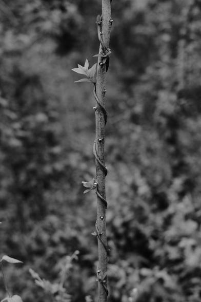 A small tree being wrapped around by a vine in a spiral. The vine has a couple leafy blooms on it.