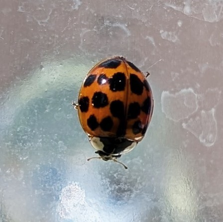 Coccinelle rouge-orangé à points noirs sur une surface en verre vue de près.