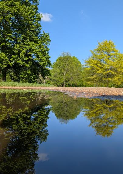 Das Bild zeigt eine friedliche Naturlandschaft mit einer Wasserfläche im Vordergrund und Bäumen im Hintergrund. Das Wasser ist ruhig und spiegelt die Umgebung, einschließlich der Bäume und des Himmels, so klar, dass es fast wie ein Spiegel wirkt. Die Bäume sind dicht mit grünen Blättern bedeckt, einige haben helleres Laub, das frisches Frühlingsgrün andeutet. Der Himmel darüber ist überwiegend wolkenlos, mit einigen kleinen, weißen Wolken, die den blauen Hintergrund ergänzen.