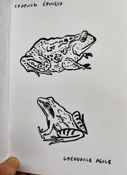 Croquis Noir et blanc de crapaud épineux et de grenouille agile