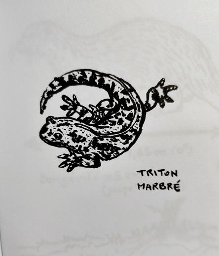 Croquis noir et blanc de triton marbré