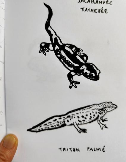 Croquis noir et blanc de salamandre et.de.teiton palmé