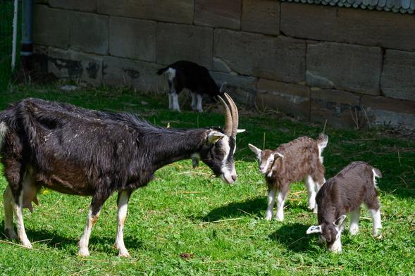 Zwei Zicklein und Mama Ziege auf dem Rasen