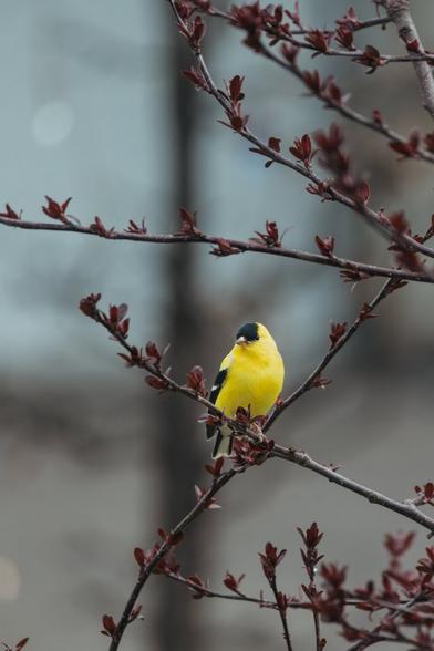 bright yellow American Goldfinch perched on a branch with dark red budding leaves against a soft, neutral background.