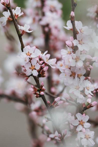 Close-up of delicate pink blossoms of a felt cherry tree, with soft focus creating a dreamy, airy effect.