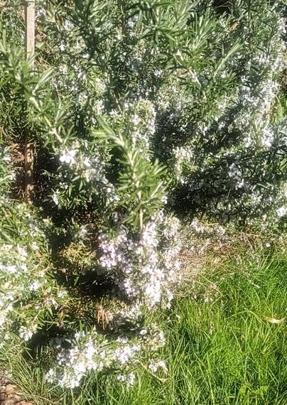 rosemary bush in bloom, delicate Lila flowers.