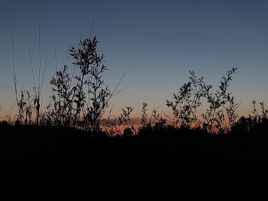 a silhouette of various reeds, sedges and plants against a nearly dark post-sunset sky, a soft red on the horizon line fading into a soft blue higher above