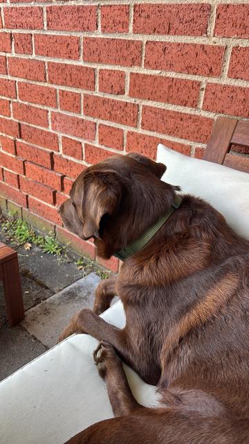 Ein brauner kurzhaariger Labrador auf einer weißen Couch schaut in einen Garten, alles vor einer Wand aus Ziegelsteinen
