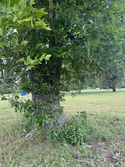 A shot of a very leafy oak tree, about 4 feet off the ground is a smaller custom built drone with its propellers stopped. It’s tangled in a tree branch and hanging with its top side facing the camera. The entire top side is covered in bright LEDs under a translucent protective shell. Its stubby video antenna pokes out from the rear end.
