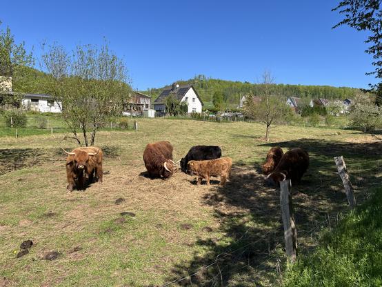 Grasende Rinder
