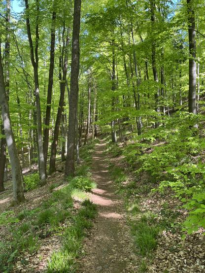 Waldpfad
