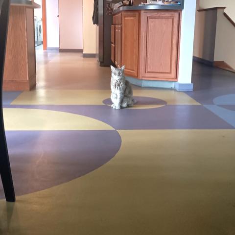 My cat is giving me a stern look because she believes that I'm late with the lunch service.