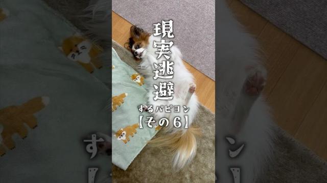 現実逃避するパピヨン⑥　 #パピヨン #papillon #可愛い　#子犬お迎え