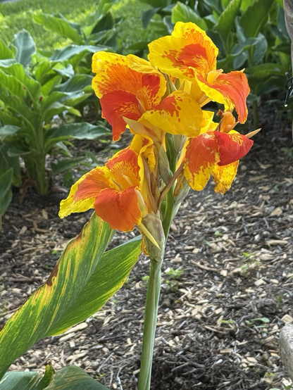 Large bloom with yellow outside, then orange and then a red center section.